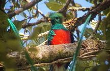 The Quetzal Tour In Monteverde 