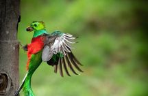 The Quetzal Tour In Monteverde 