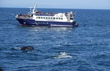 Reykjavík Bay Arctic Rose Whale Watching Excursion