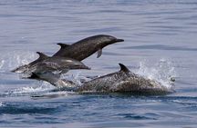 Private | Huatulco Ocean & Reef Eco Adventures