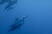 Shared 10 Pax Boat Tour: Dolphin Watching, Snorkelling and BBQ