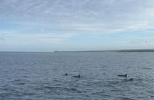 Shared 10 Pax Boat Tour: Dolphin Watching, Snorkelling and BBQ
