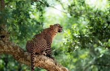 Yala National Park Safari : Special Guided Tour