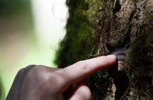 Whistler: Immersive Nature Experience for Families