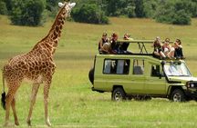 6 Days Private Tanzania Midrange Safari Adventure