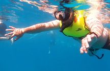 Waikiki Turtle Snorkeling Tour
