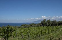 Tasting in the vineyard