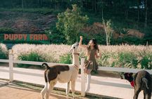 Full-Day Highlight of Da Lat –The famous tourist attractions 2025