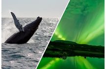 Whale Watching and Northern Lights Half-Day Combo Tour