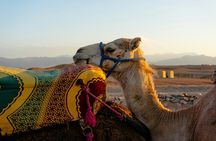 Quad, camel and dinner with show in the desert of Agafay