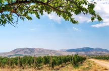 From Villa de Leyva Vineyard Tour
