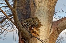 4-Day Private Safari in Mikumi & Ruaha National Parks