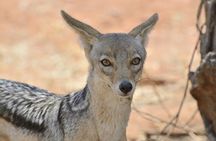 4-Day Private Safari in Mikumi & Ruaha National Parks