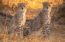 4-Day Private Safari in Mikumi & Ruaha National Parks