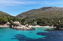 Capo Figari: Dolphin sighting from Olbia