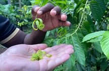 Full Day Private Spice Farm Stone Town and Prison Island