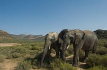 Big 5 Safari One Day Tour