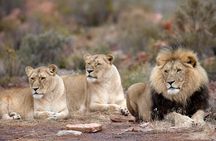 Big 5 Safari One Day Tour