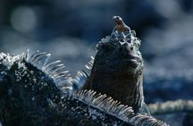8 Day Full Pack Galapagos Multi-Sport Adventure (4-5 Island Tour)