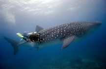 8 Day Full Pack Galapagos Multi-Sport Adventure (4-5 Island Tour)