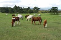 2 Day Private Jeju Island Tour