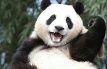 Panda, Leshan, and Emei Mountain 2-day tour