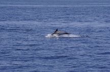 Whale & Dolphin Observation on Electric Sailing Boat in Denia