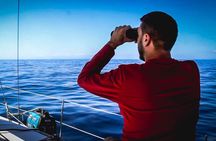 Whale & Dolphin Observation on Electric Sailing Boat in Denia