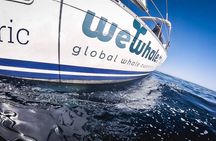 Whale & Dolphin Observation on Electric Sailing Boat in Denia