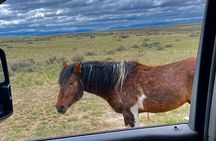 Kicking Red Canyon Wild Mustang Bus Tour Deals 8am Daily 
