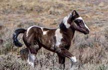 Private 4 Hour Red Canyon Wild Mustang Air Conditioned Van Tours 