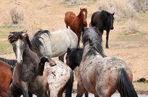 Red Canyon Wild Mustang Tours And Safaris In Cody Wyoming 