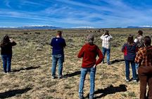Red Canyon Wild Mustang Tours And Safaris In Cody Wyoming 