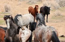 Private 4 Hour Red Canyon Wild Mustang Air Conditioned Van Tours 