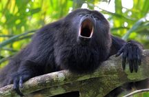 Tamarindo Estuary: Kayak Monkey Tour