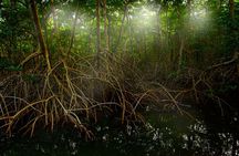 Tamarindo Estuary: Kayak Monkey Tour
