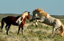 Red Canyon Wild Mustang Tour