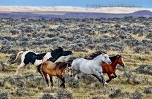 Red Canyon Wild Mustang Tour