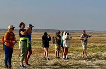 Kicking Red Canyon Wild Mustang Bus Tour Deals 8am Daily 