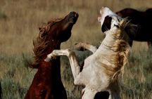Kicking Red Canyon Wild Mustang Bus Tour Deals 8am Daily 