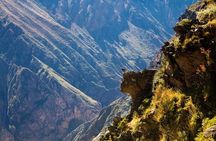 Explore the Colca Canyon From Arequipa 2 Days and 1 Night