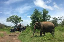 Minneriya National Park halfday Safari