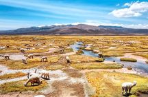 Explore the Colca Canyon From Arequipa 2 Days and 1 Night