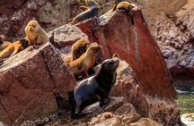 Ballestas Islands, Vineyards and Buggies in Huacachina from Ica