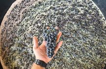 Farm-to-Glass Adventure: Olive Farm, Family Winery, Raki Tasting