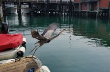 Private 3 hour Bird Watching Tour in Monterey Bay