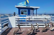 Private 3 hour Bird Watching Tour in Monterey Bay