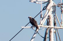Private 3 hour Bird Watching Tour in Monterey Bay