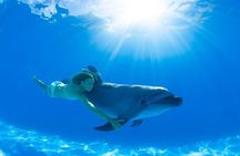 Must-DO The only and Unique Natural Space Dolphin Encounter Cabo