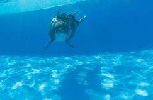 Must-DO The only and Unique Natural Space Dolphin Encounter Cabo
